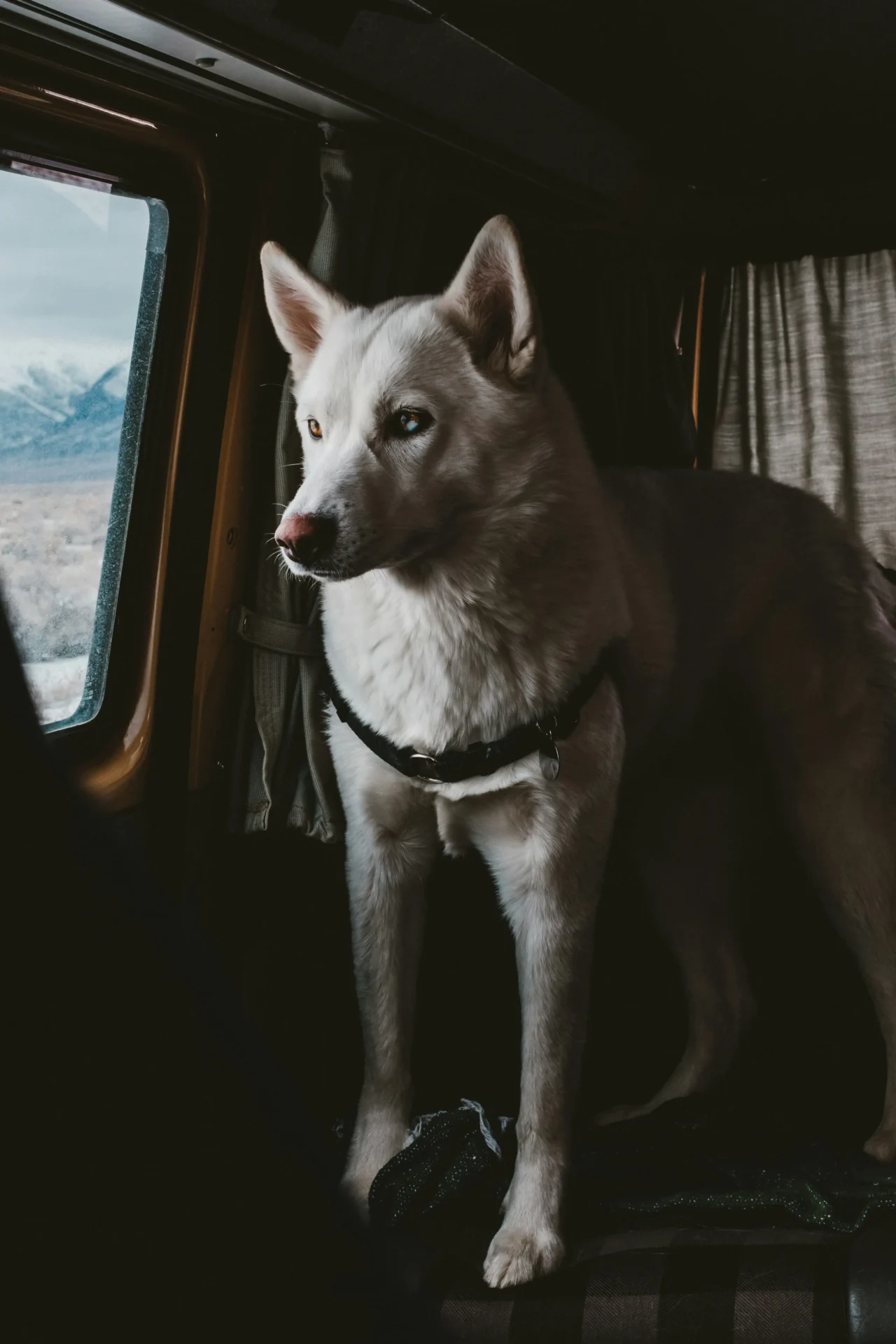 Van travel with pet - Dog